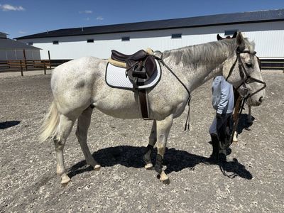 Horse Needs a ride
