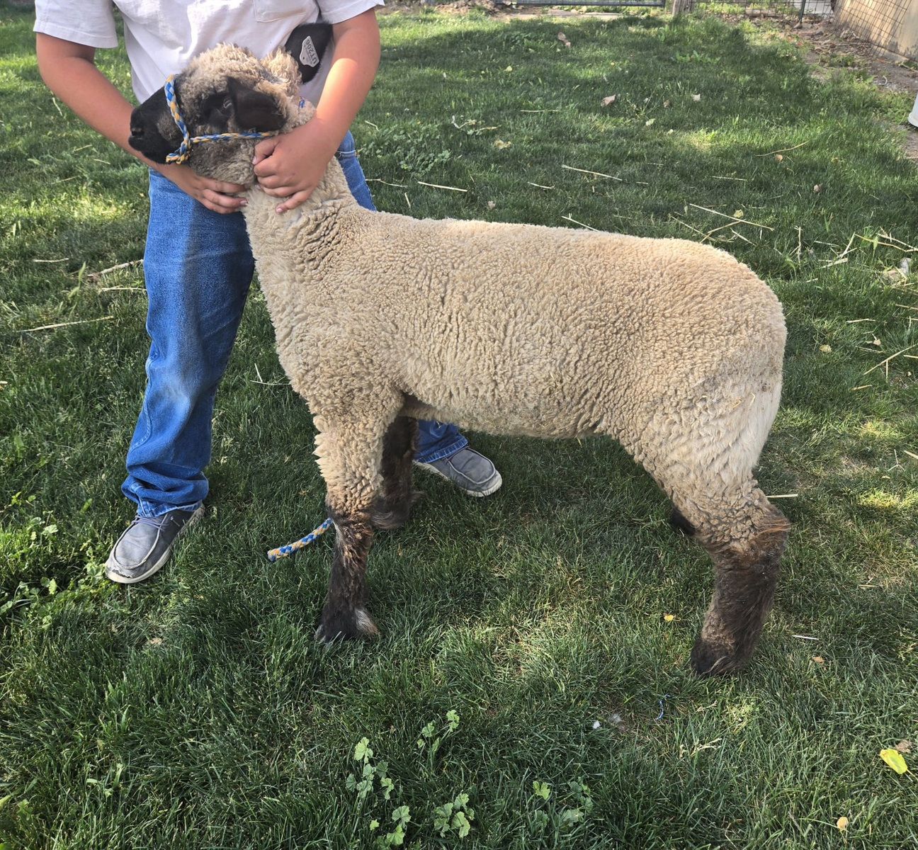 show lamb