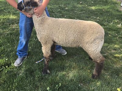 show lamb