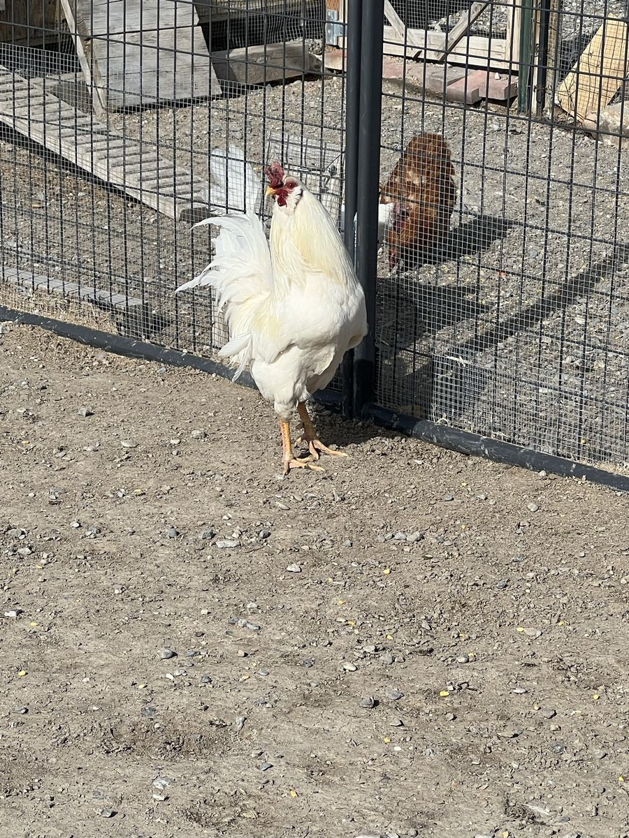 Roosters