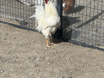 Roosters