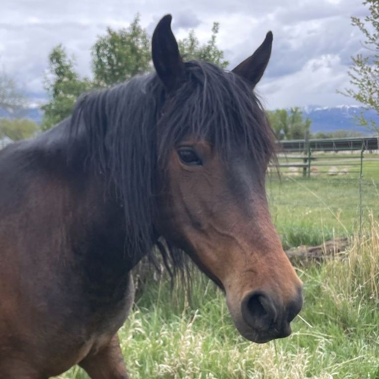 Montana Travler Mare