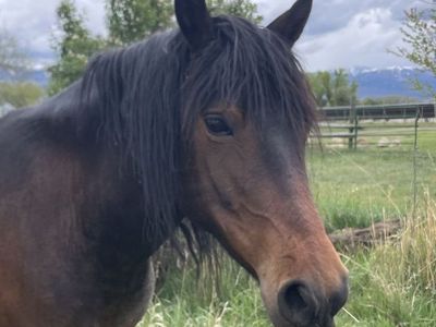 Montana Travler Mare