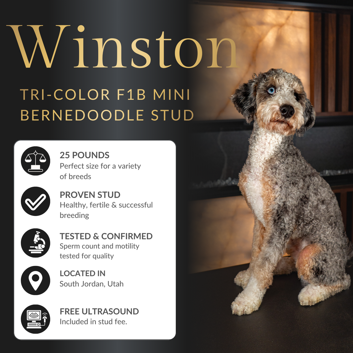 Winston | Tri-Color F1B Mini Bernedoodle Stud | Health Tested