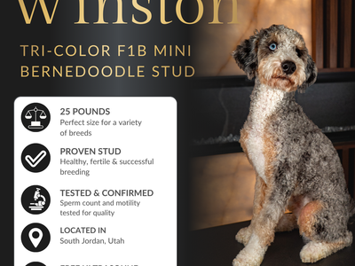 Winston | Tri-Color F1B Mini Bernedoodle Stud | Health Tested