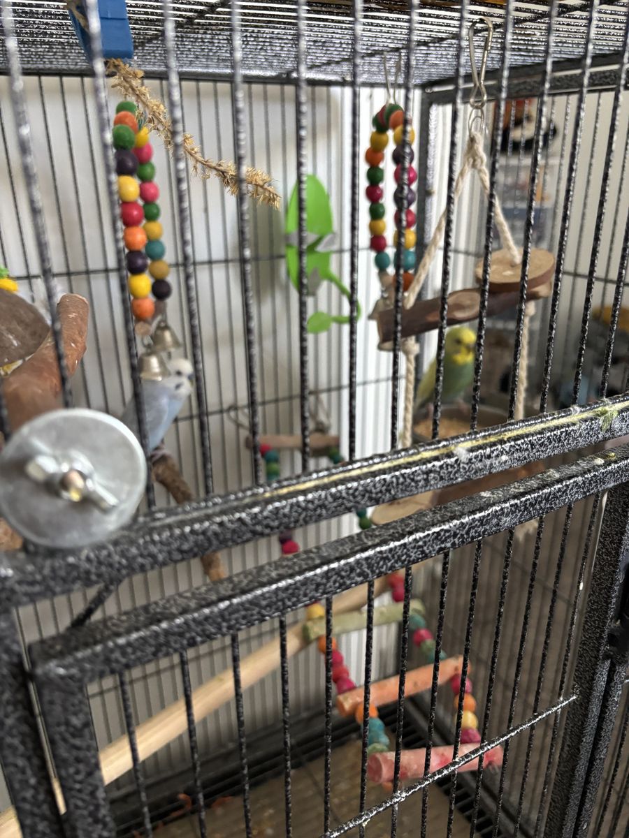 Two budgies love birds