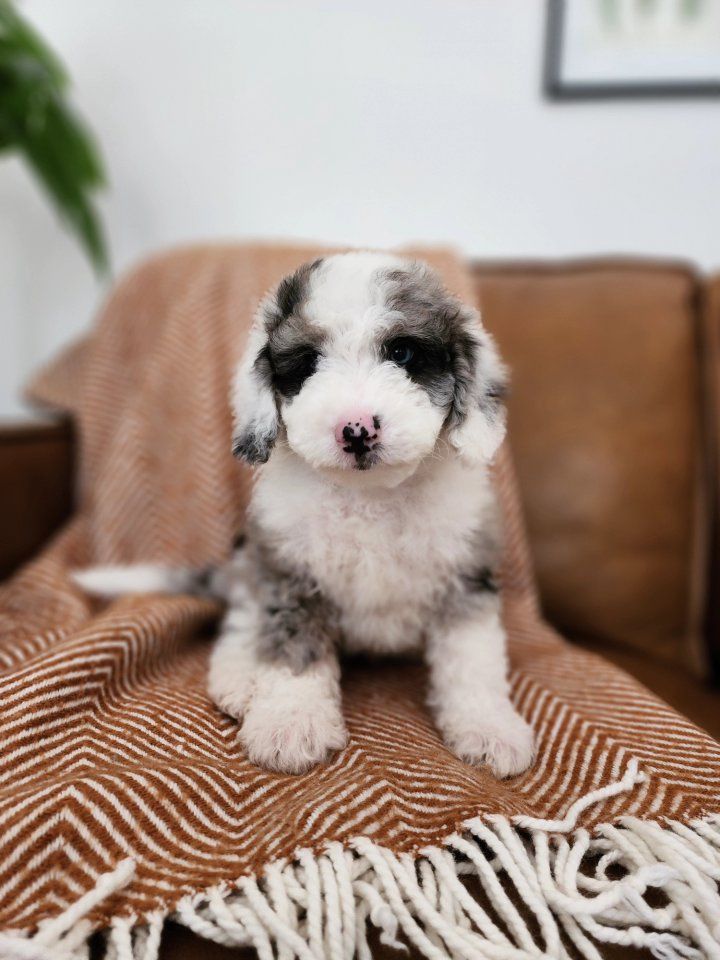 Mountain Sheepadoodle Puppies (Sheepadoodle x Bernedoodle)