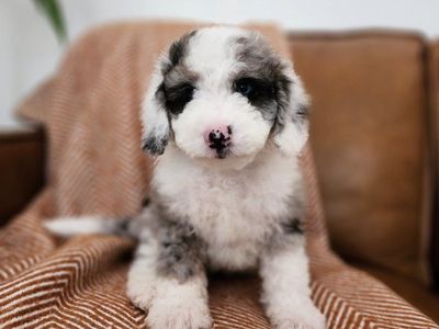 Mountain Sheepadoodle Puppies (Sheepadoodle x Bernedoodle)