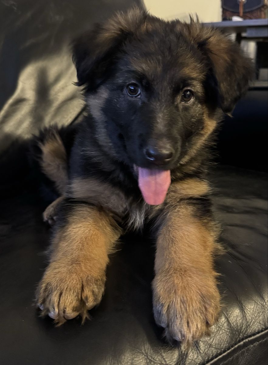German shepherd female