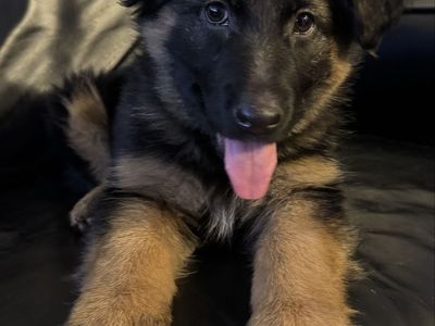 German shepherd female
