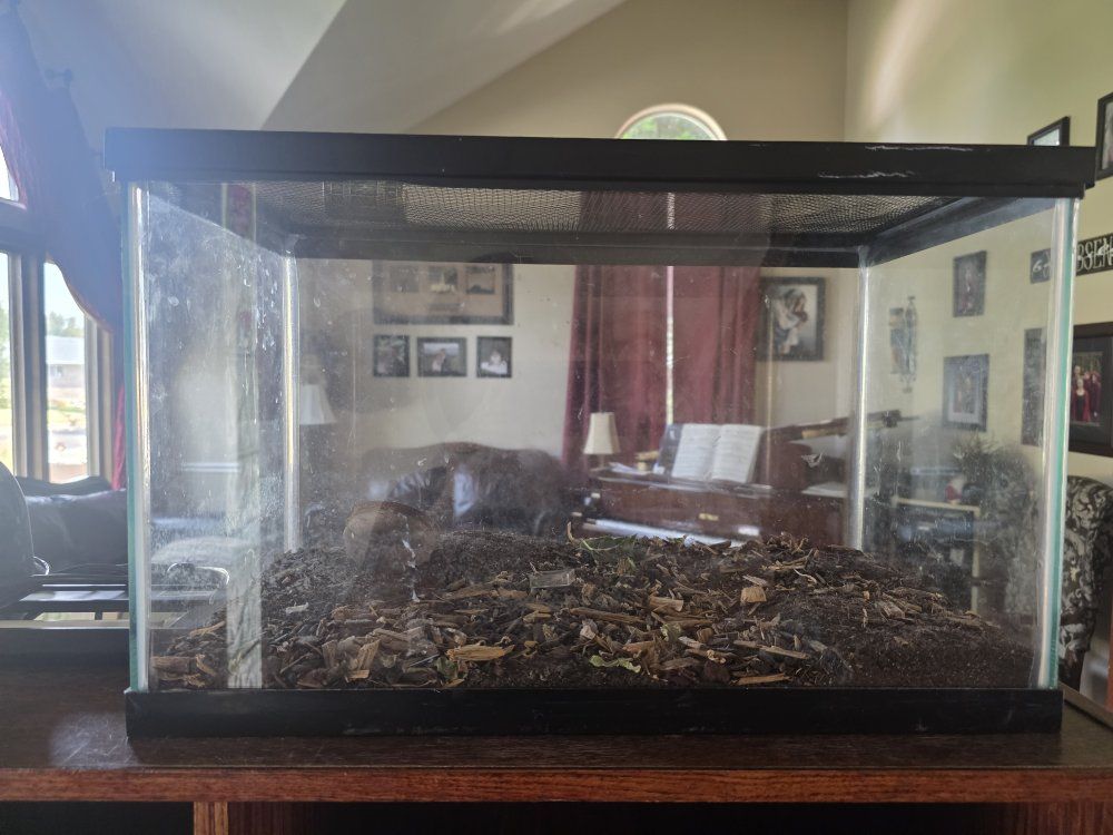 10 gallon terrarium for small reptile