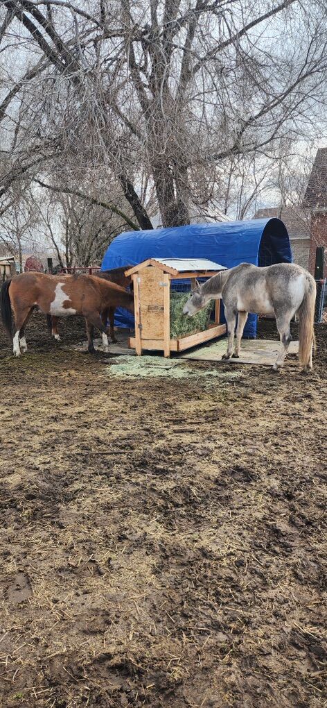 Horse Feeder