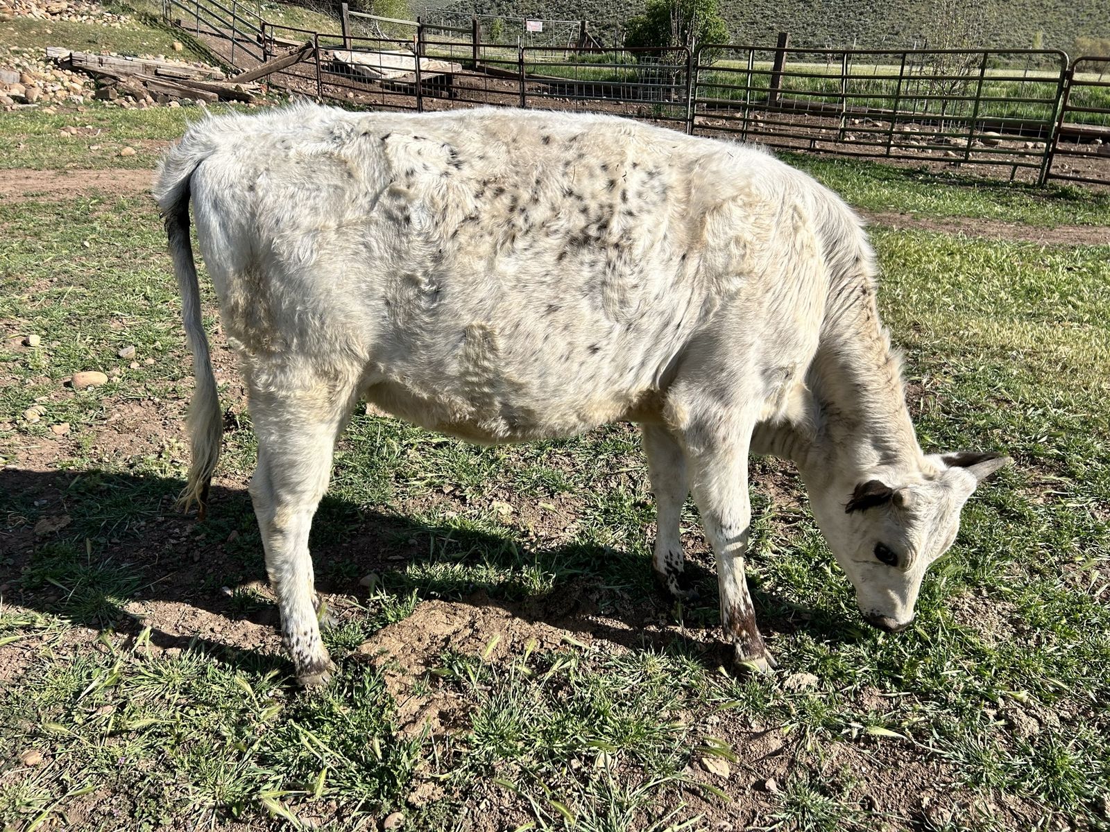 Yearling Cross British White Heifer