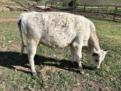 Yearling Cross British White Heifer