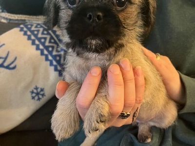 Female Pug Mix Puppies!