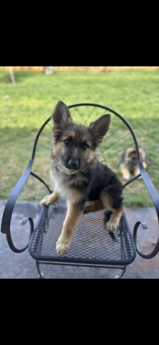 AKC German Shepherd Sables Long Coat