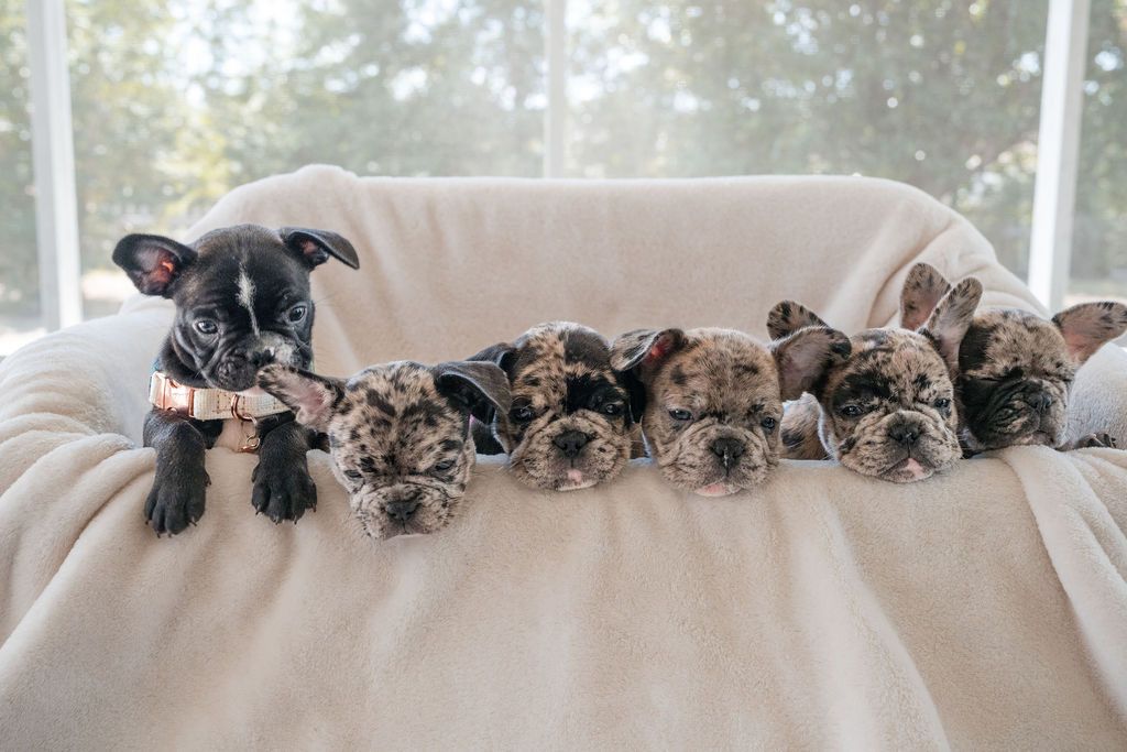 AKC French Bulldogs / Microchipped / olives-grove.com