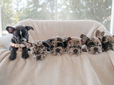 AKC French Bulldogs / Microchipped / olives-grove.com