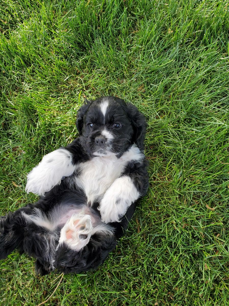 AKC Cocker Spaniel puppies