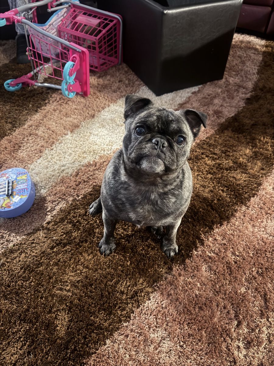 Brindle Female Pug