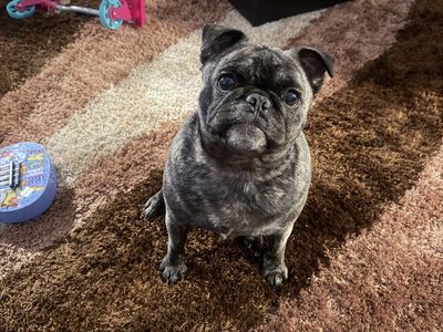 Brindle Female Pug