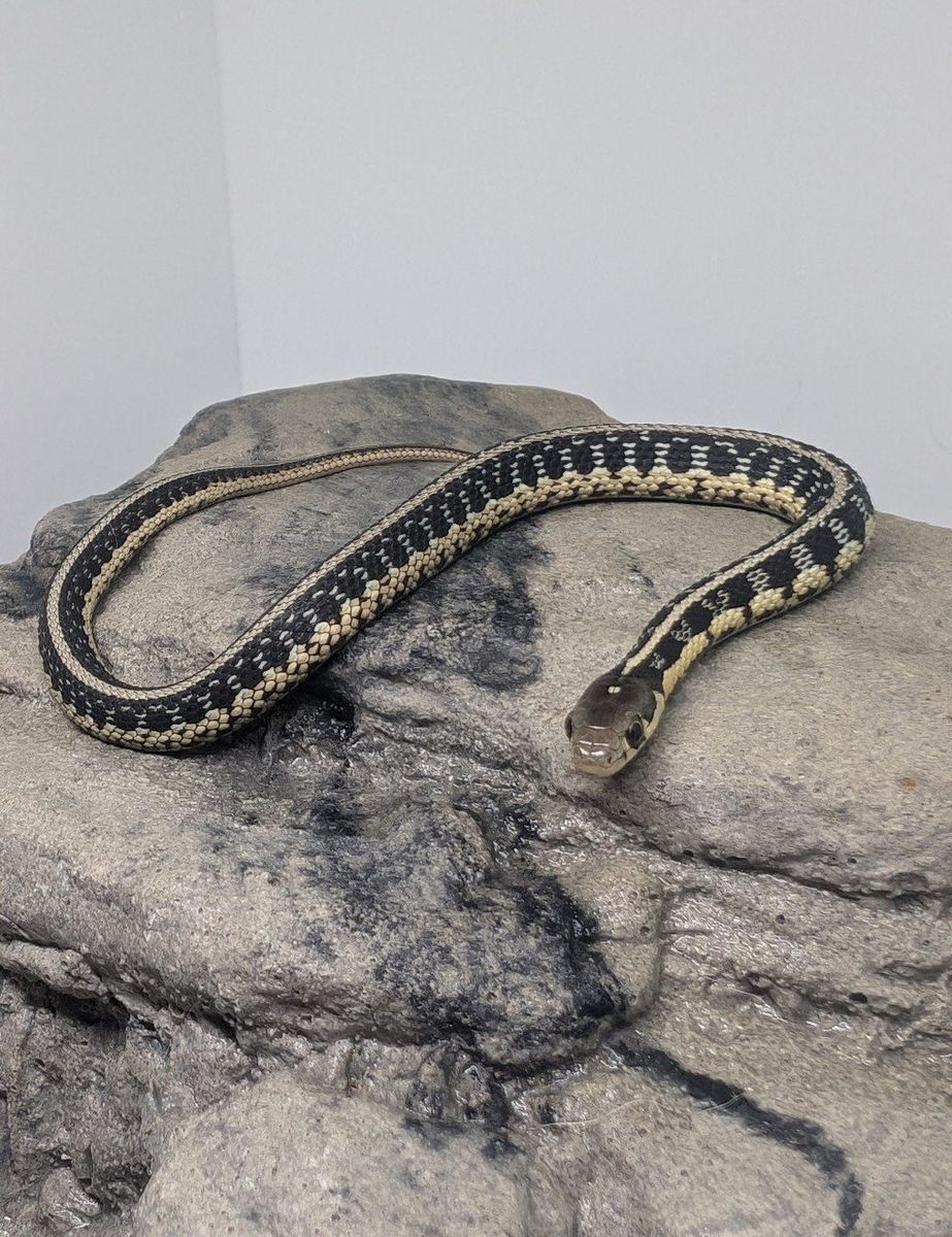 Wisconsin Eastern yearling garters