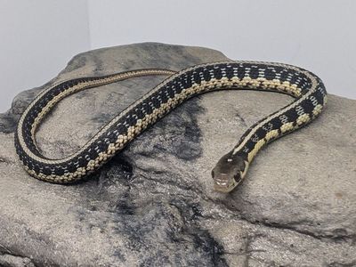 Wisconsin Eastern yearling garters