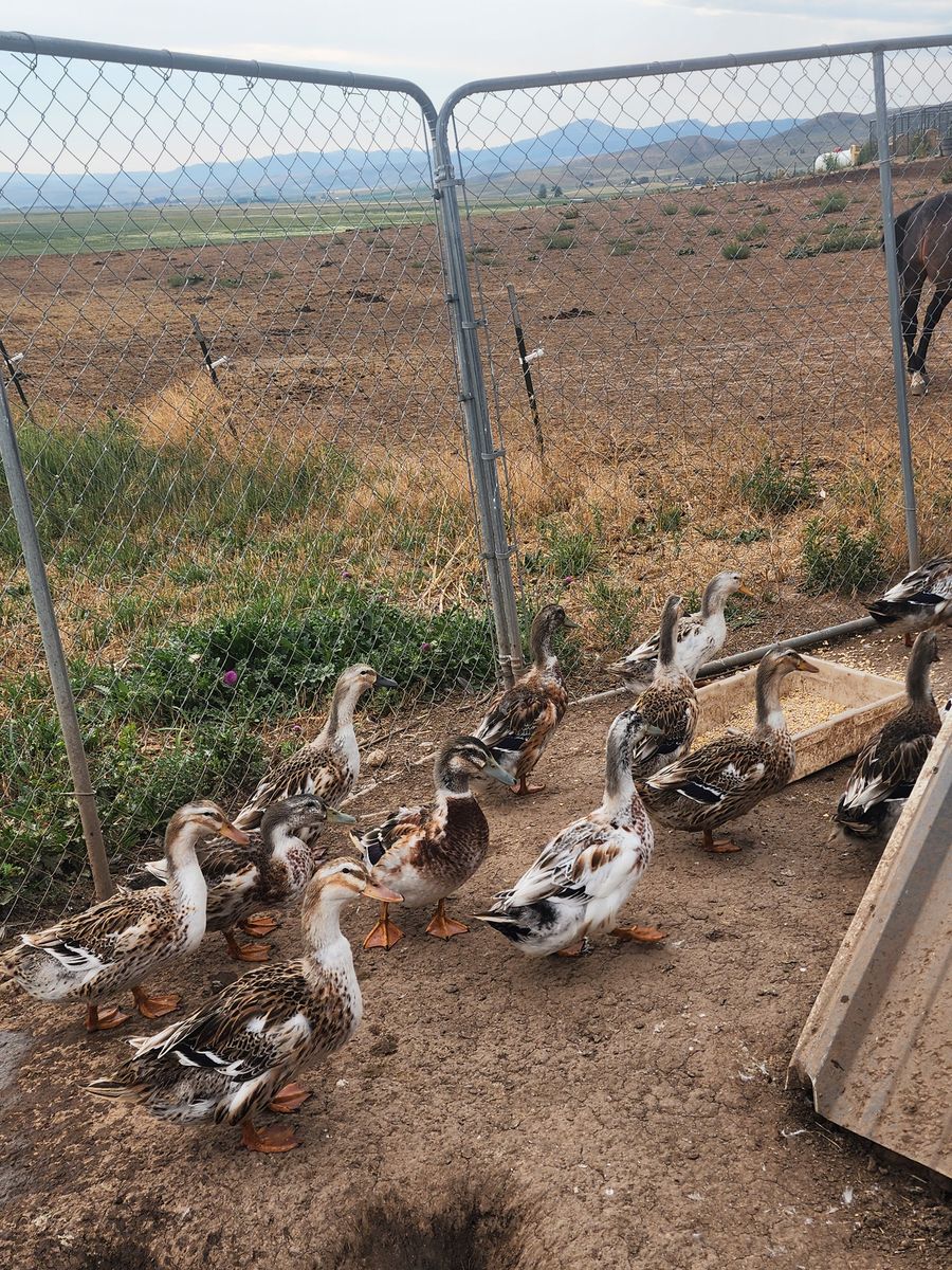 Silver Appleyard Ducks 