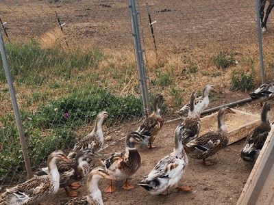 Silver Appleyard Ducks