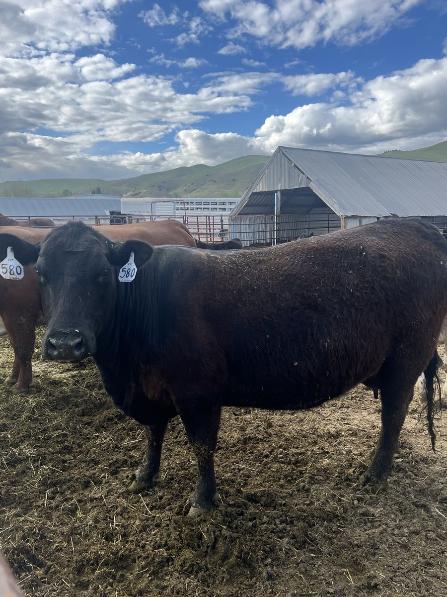 Registered Angus Pairs
