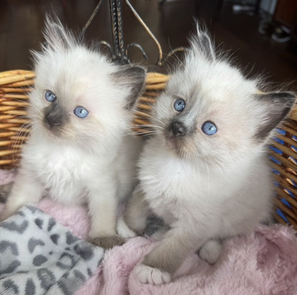 SALE: TINY Teacup Ragdoll SWEET Seal Point male kittens! LESS/Allergic/Shed LESS!  DOGLIKE playful/loyal personality--do tricks!