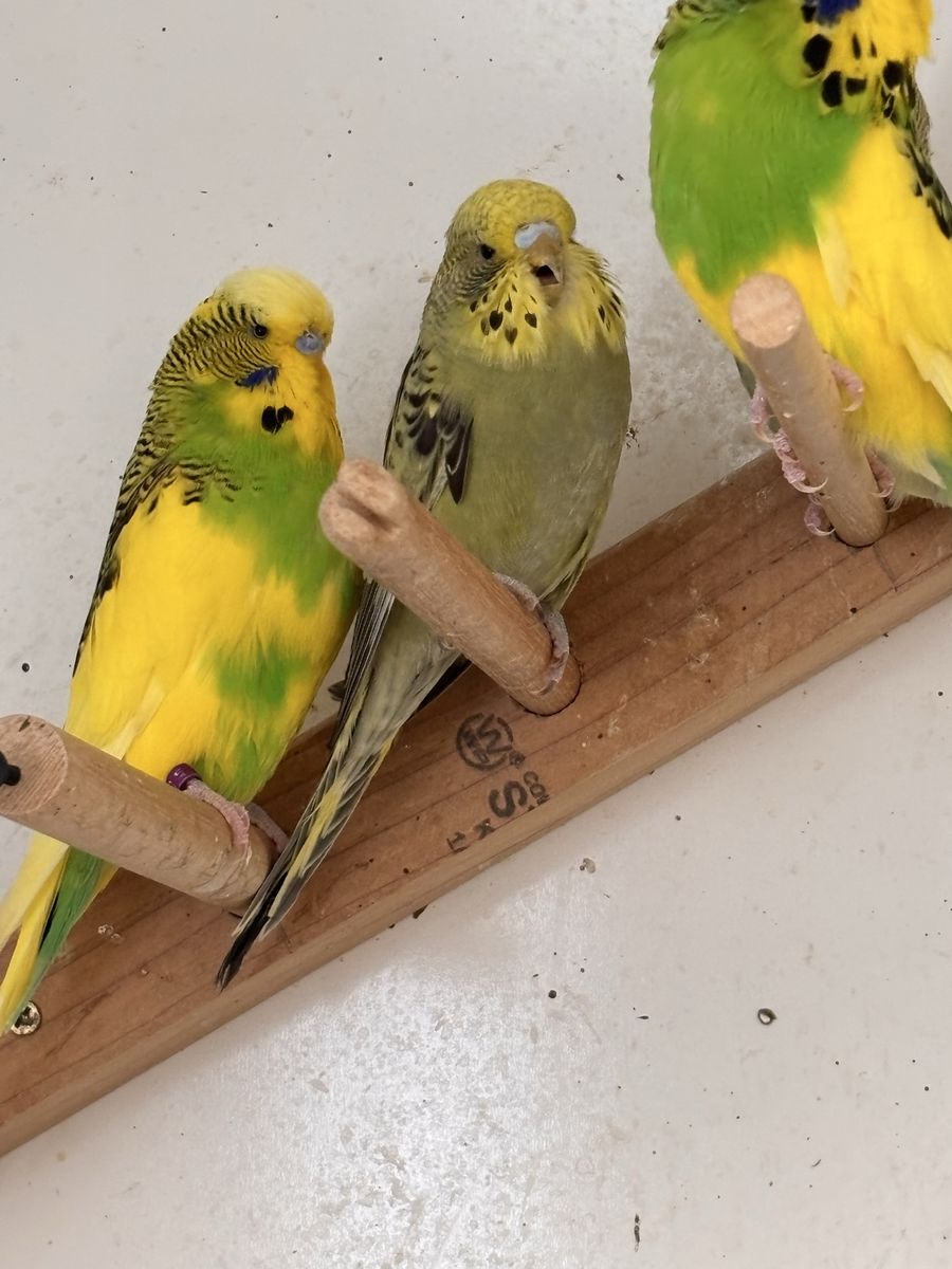 English Budgies