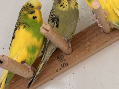 English Budgies