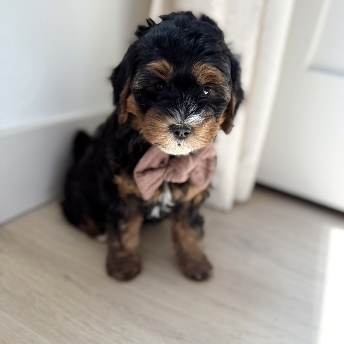 Cutest Mini Bernedoodle Male 15-25 Ibs full grown!