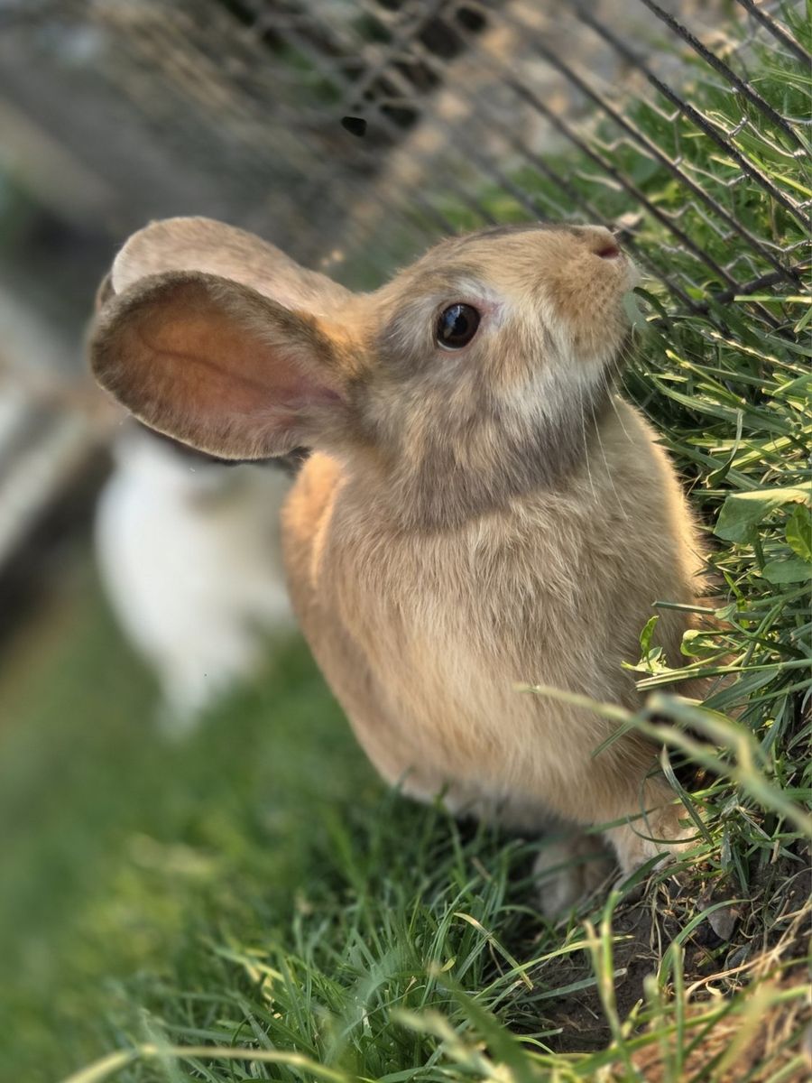 English Angora JW Harlequin Bunny Rabbit
