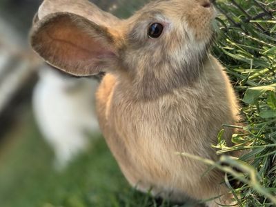 English Angora JW Harlequin Bunny Rabbit