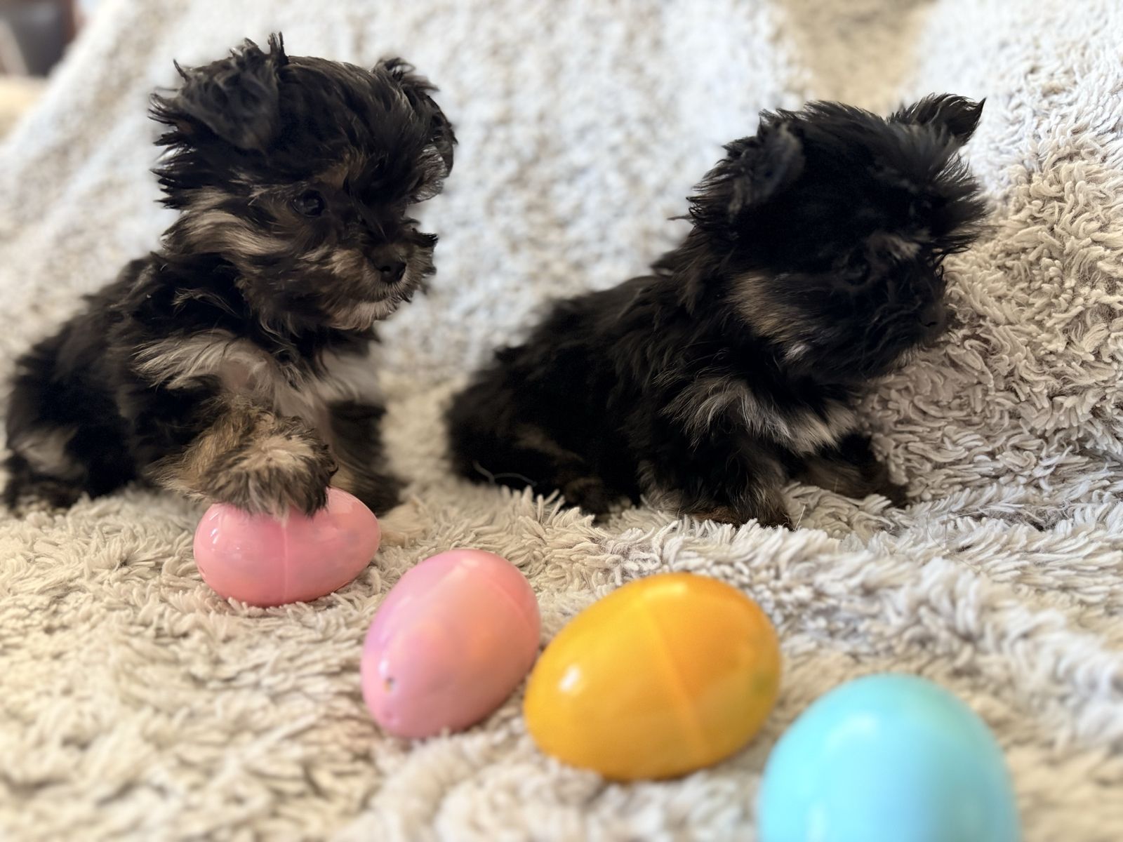Yorkie Puppies