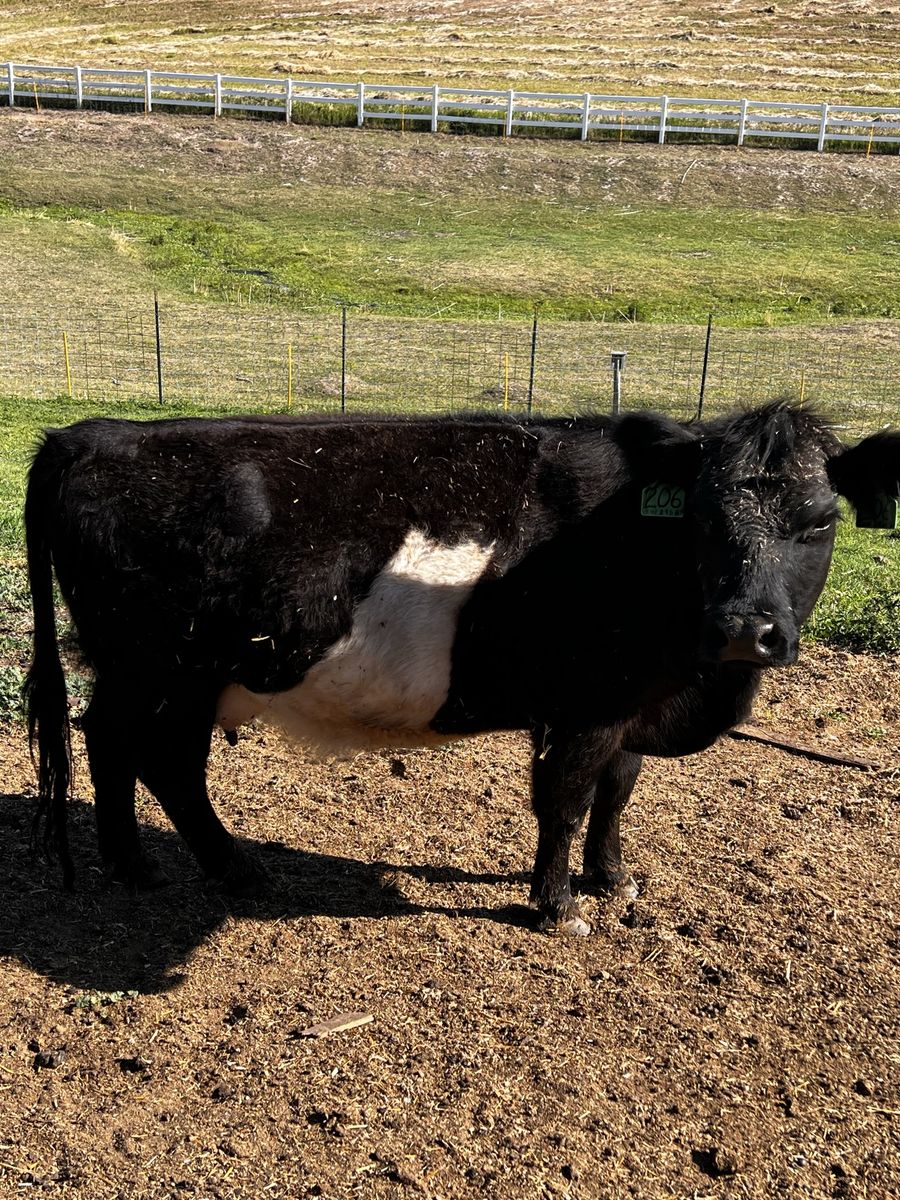 Belted Galloway Cow or cow calf pair 
