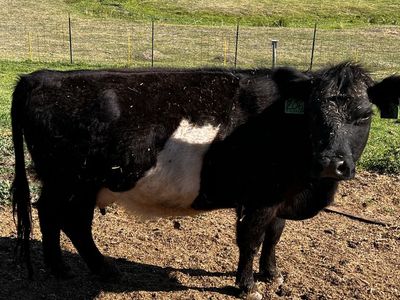 Belted Galloway Cow or cow calf pair