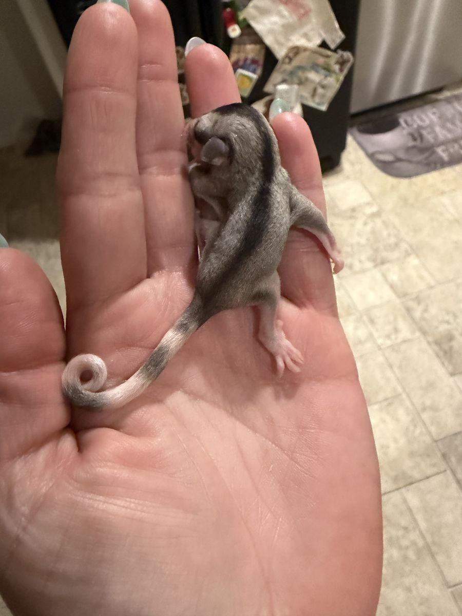 Mosaic ringtail female sugar glider Joey