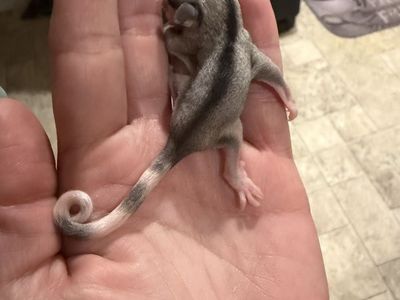 Mosaic ringtail female sugar glider Joey