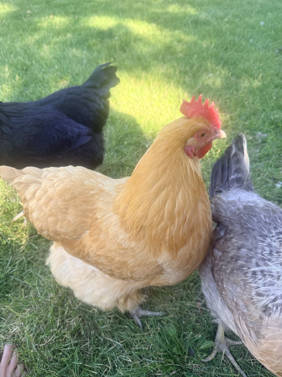 Buff Orpington Hen - 1year old