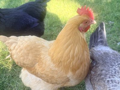 Buff Orpington Hen - 1year old