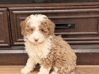 Boy Lemon - Micro Bernedoodle $2000