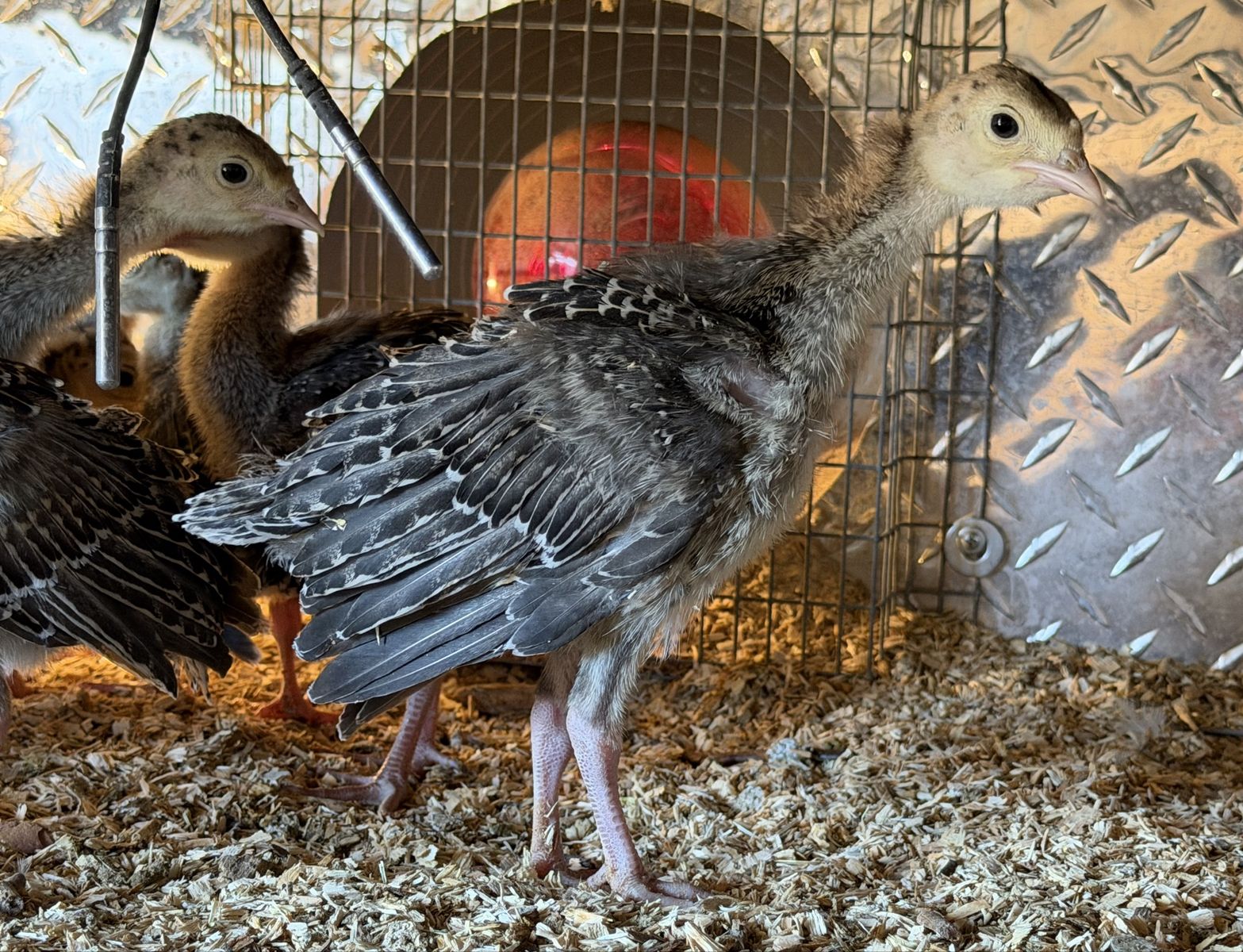 Heritage Turkey Poults