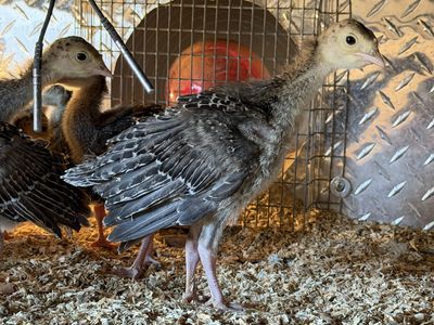Heritage Turkey Poults