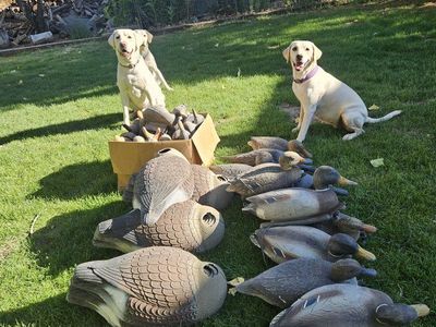 Decoys