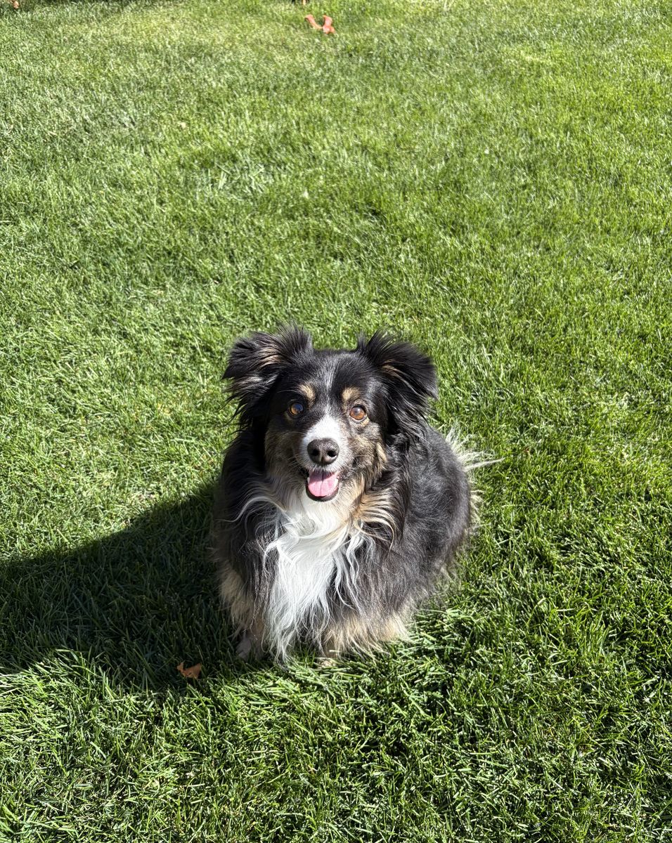 Mini Aussie Shepard in need of new home