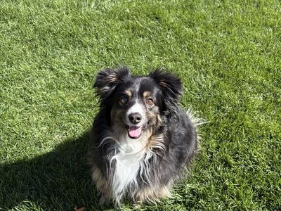 Mini Aussie Shepard in need of new home