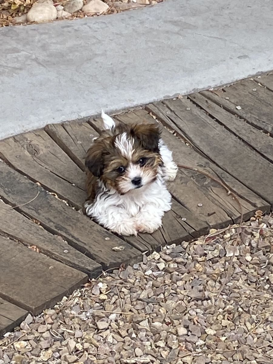 12 Week Old Small Male Shih Tzu/Yorkie Puppy (Mostly Shih Tzu) - Playful and Adorable